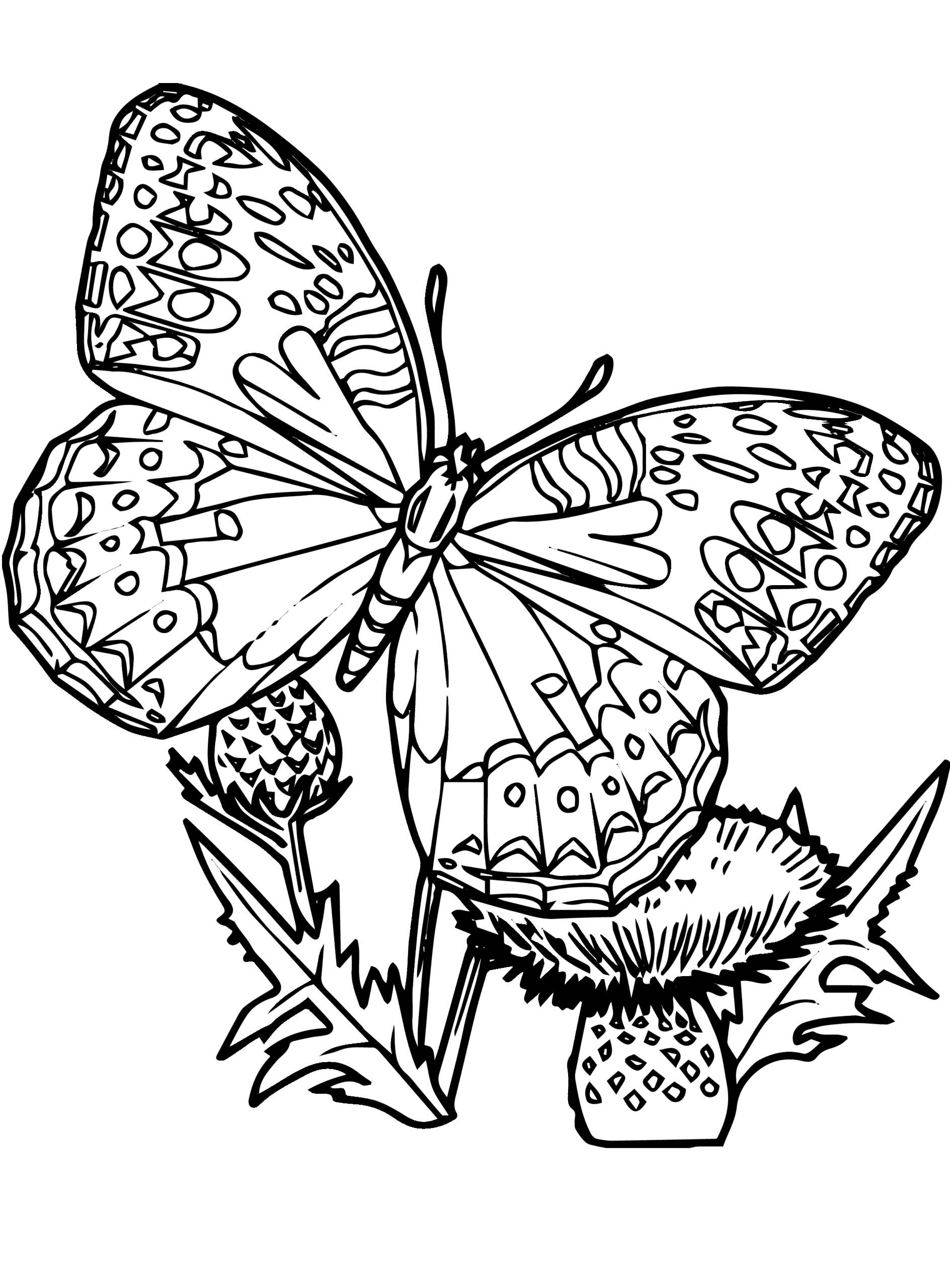 25 Free Printable Butterfly Coloring Pages Butterfly Coloring Page 