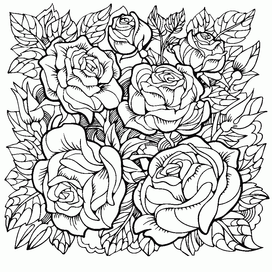 Beautiful Rose Flowers Coloring Pages For Adults Print Color Craft