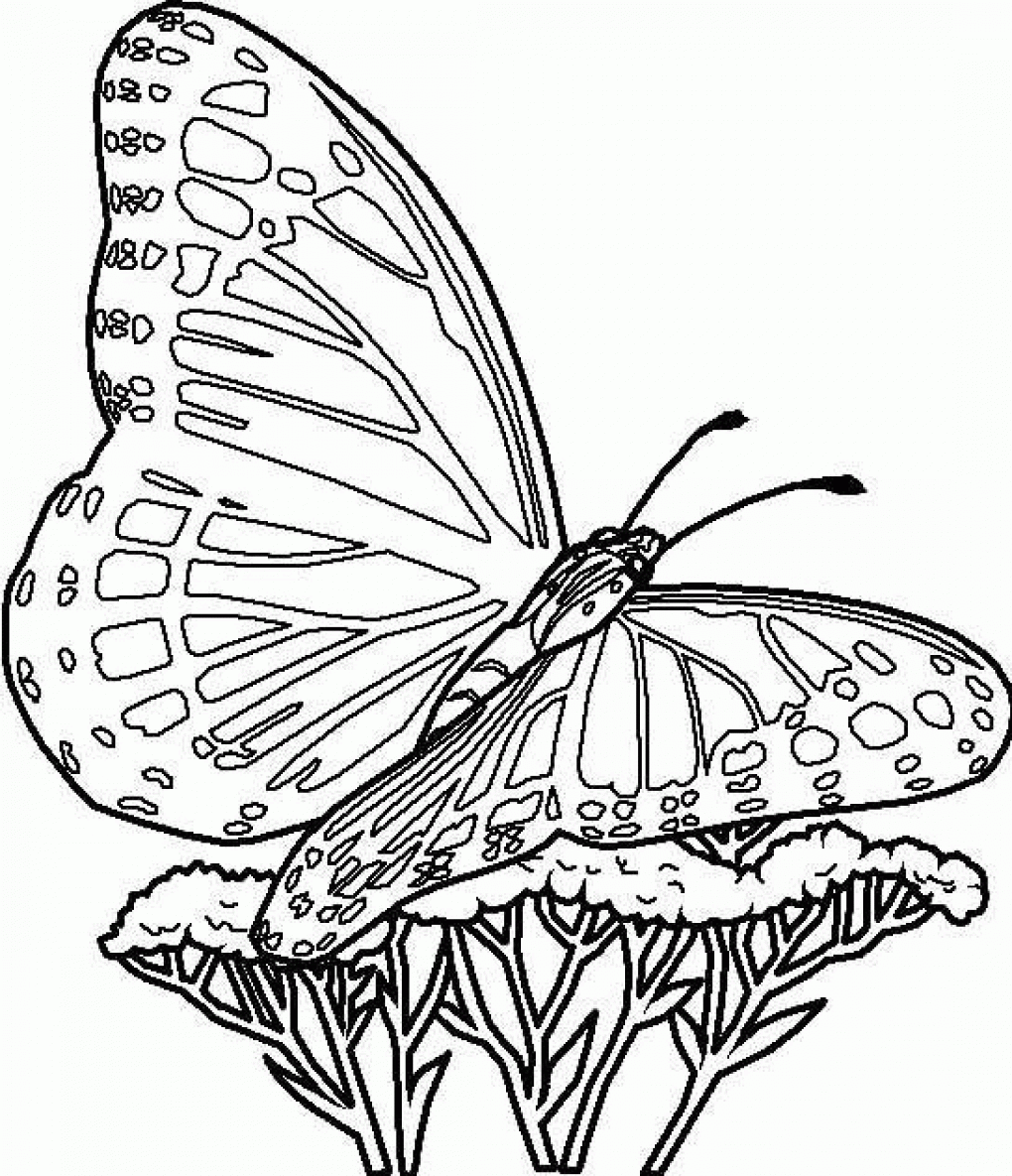 Butterfly Template Coloring Page Coloring Home