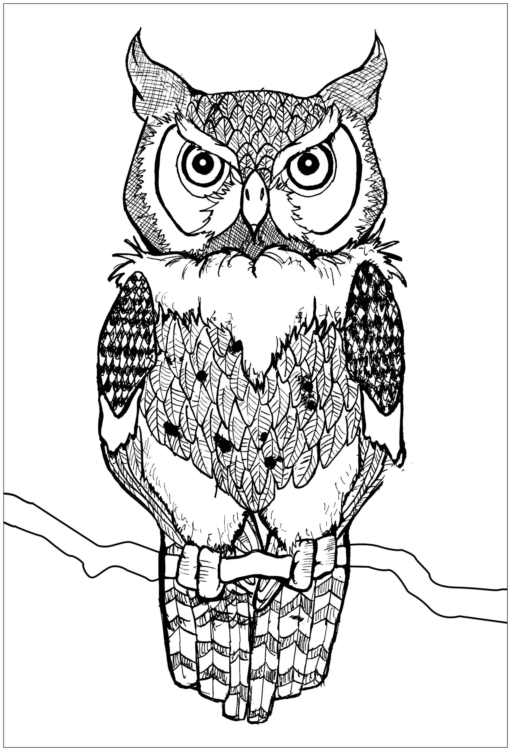 Free Owl Coloring Sheets Free Printable Templates