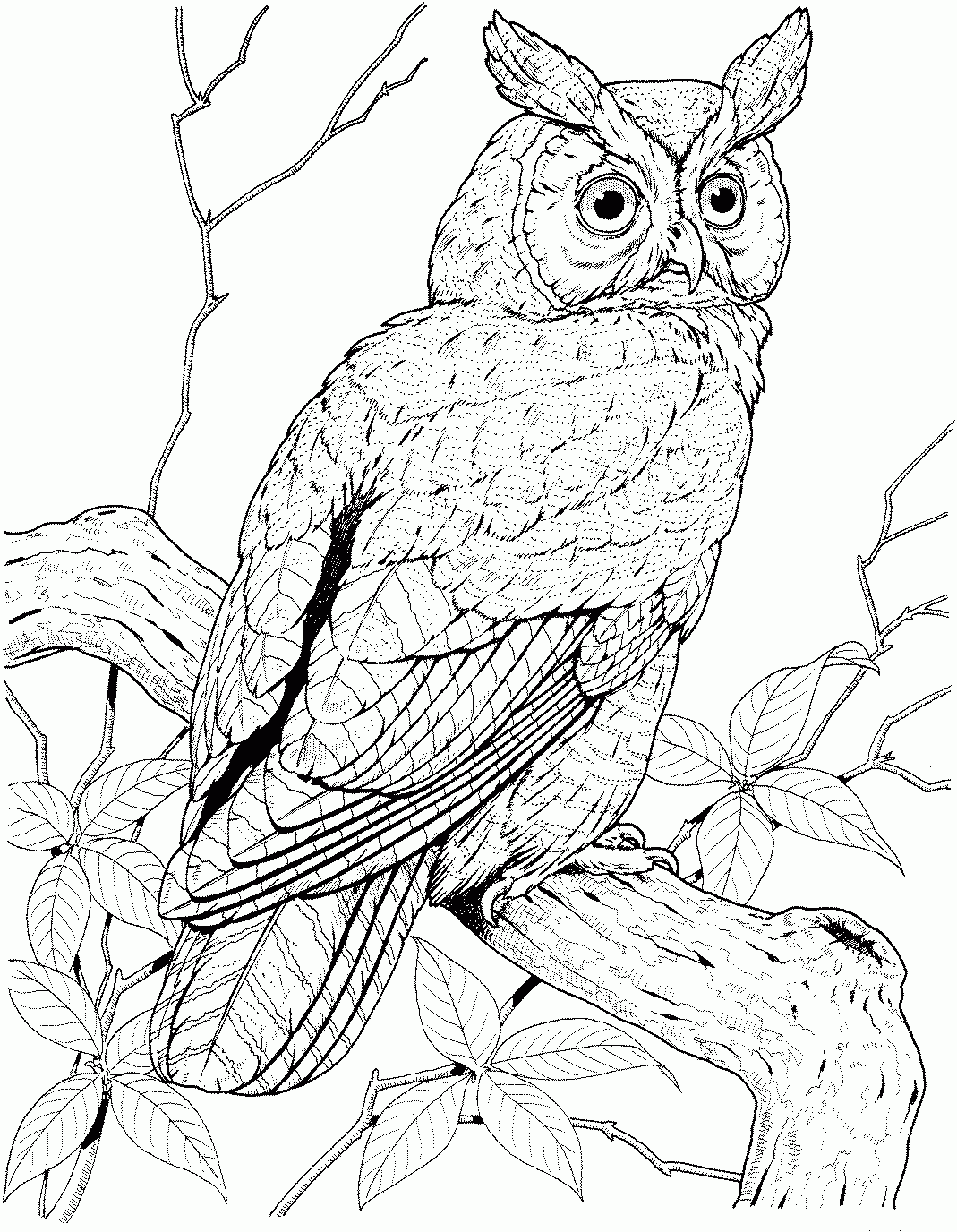 Owl Coloring Pages Owl Coloring Pages